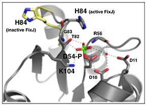 FixJ structure